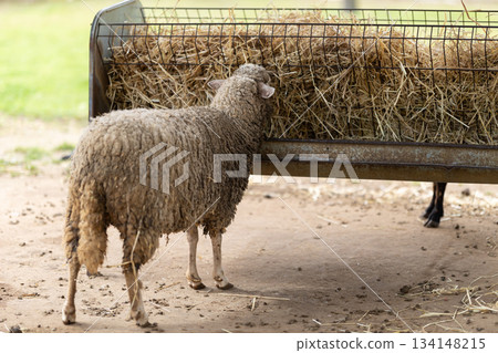 Sheep eating hay from a feeder at a farm 134148215