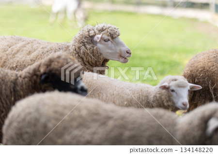 Group of sheep grazing on green farm pasture 134148220