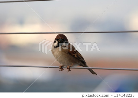 Sparrow perched on a wire 134148223