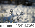 冬日清晨的冰凍花朵 冬日清晨的冰凍花朵 134148369