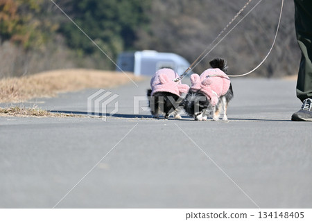 Chihuahuas having fun together Chihuahuas having fun together 134148405