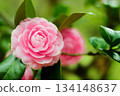 Pink camellia flowers blooming outdoors 134148637