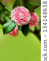 Pink camellia flowers blooming outdoors 134148638