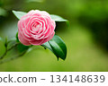 Pink camellia flowers blooming outdoors 134148639