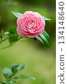 Pink camellia flowers blooming outdoors 134148640