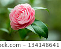 Pink camellia flowers blooming outdoors 134148641