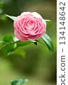 Pink camellia flowers blooming outdoors 134148642