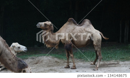 Walking herd of camels 134148675