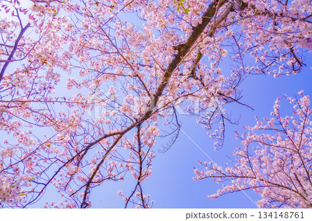 Cherry blossoms of Ooka River Promenade 134148761