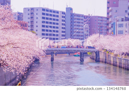 大岡河長廊的櫻花 大岡河長廊的櫻花 134148768