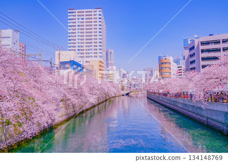 大岡河長廊的櫻花 134148769