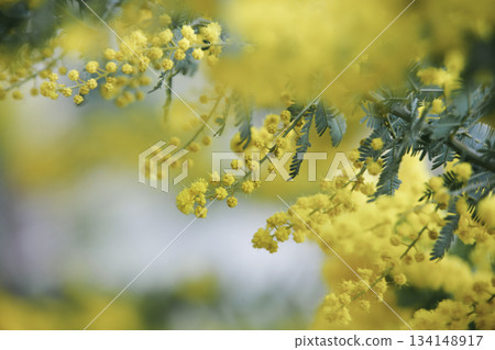 蓬鬆的含羞草花特寫 134148917