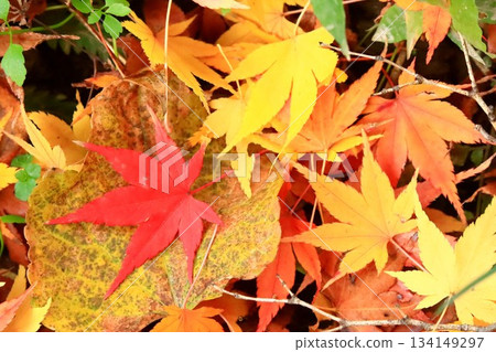 Fallen leaves Fallen leaves 134149297