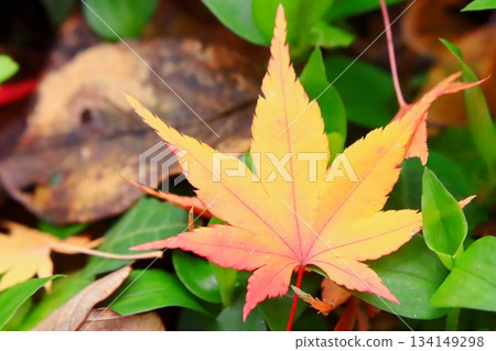 Fallen leaves Fallen leaves 134149298