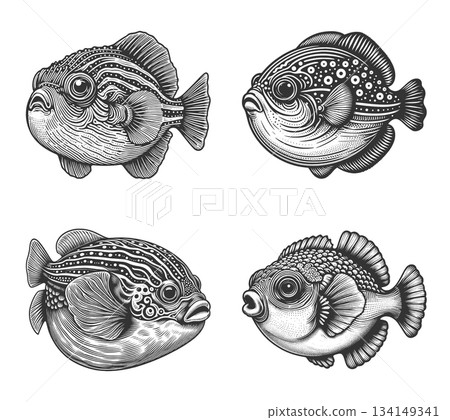 Puffer Fish engraving set vector collection 134149341