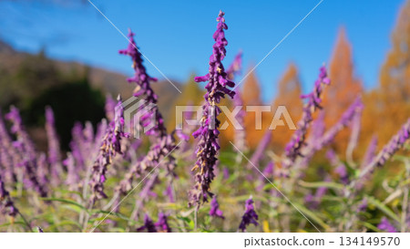 墨西哥灌木鼠尾草在晴朗的秋日藍天下茁壯生長 134149570