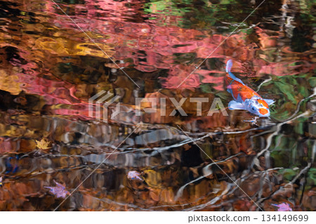 Nishikigoi carp swimming in a pond with autumn leaves reflected on the water surface Nishikigoi carp swimming in a pond with autumn leaves reflected on the water surface 134149699