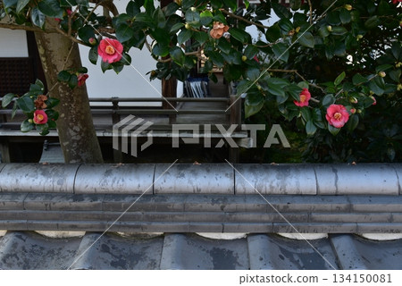 Camellias blooming on a fence 134150081