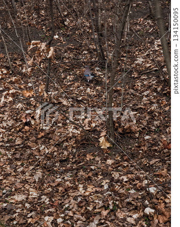 Eurasian jay foraging in fallen leaves in prague forest in palmovka Liben district Thomayer Gardens Eurasian jay foraging in fallen leaves in prague forest in palmovka Liben district Thomayer Gardens 134150095