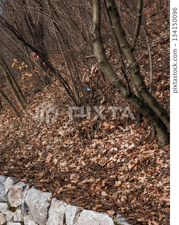 Eurasian blue tit perched on branch in prague forest in palmovka Liben district Thomayer Gardens Eurasian blue tit perched on branch in prague forest in palmovka Liben district Thomayer Gardens 134150096