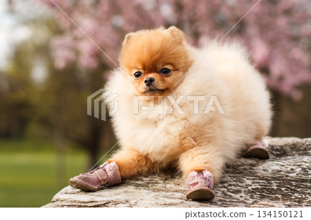 Adorable pomeranian puppy relaxing in wedding shoes outdoors 134150121