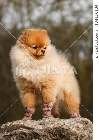 Lovely pomeranian puppy wearing shoes standing on a rock Lovely pomeranian puppy wearing shoes standing on a rock 134150134
