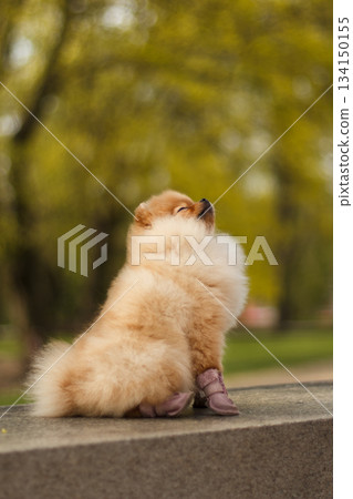 Adorable pomeranian puppy wearing shoes enjoying sunny day in park 134150155