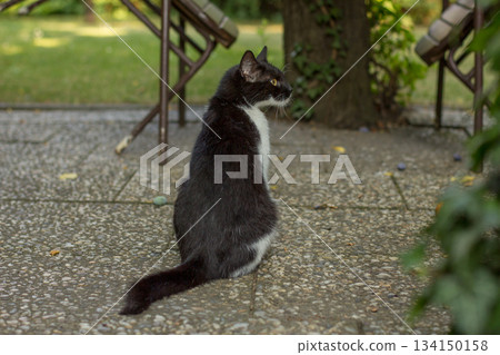 Curious black and white cat sitting in a garden Curious black and white cat sitting in a garden 134150158