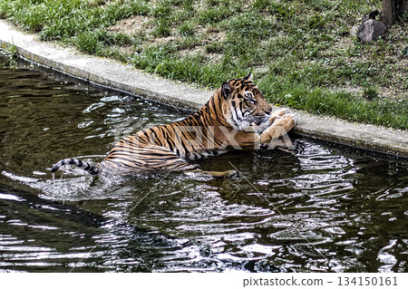 Sumatran tiger relaxing in water on a sunny day Sumatran tiger relaxing in water on a sunny day 134150161