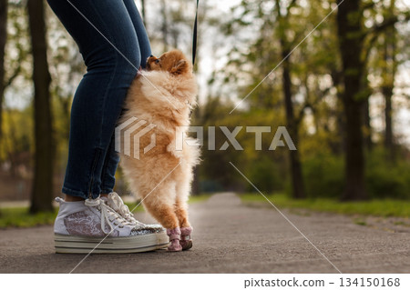 Small pomeranian dog jumping on owner's legs in a park Small pomeranian dog jumping on owner's legs in a park 134150168
