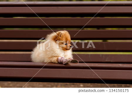 Small pomeranian dog wearing shoes sitting on bench Small pomeranian dog wearing shoes sitting on bench 134150175