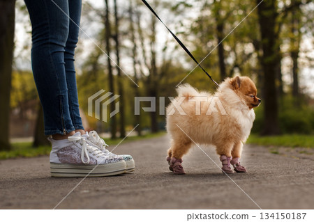 Woman walking pomeranian dog wearing shoes in park Woman walking pomeranian dog wearing shoes in park 134150187