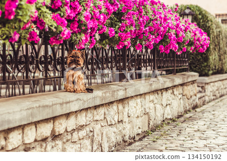 Yorkshire terrier sitting on stone wall with blooming flowers and metal fence 134150192