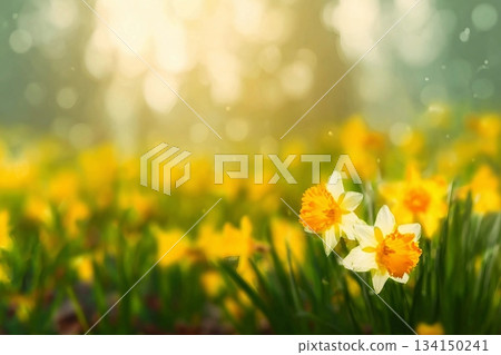 Daffodils and daffodils in beautiful natural landscape with bokeh in Background. Daffodils and daffodils in beautiful natural landscape with bokeh in Background. 134150241