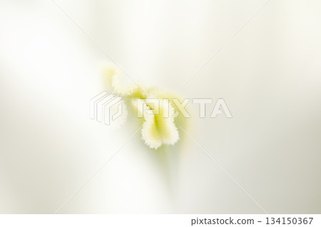 White petals and soft pistils that melt in the light White petals and soft pistils that melt in the light 134150367