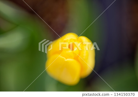 Yellow tulip buds shining among the greenery 134150370