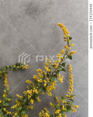 Sprigs of mimosa blooming on gray background for spring celebration copy space Sprigs of mimosa blooming on gray background for spring celebration copy space 134150448