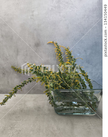 Sprigs of mimosa flowers resting in glass vase on gray background copy space Sprigs of mimosa flowers resting in glass vase on gray background copy space 134150449
