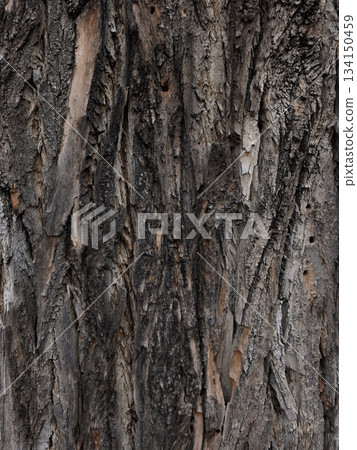Close up of rough tree bark texture in prague stromovka park Close up of rough tree bark texture in prague stromovka park 134150459