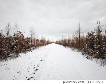 Winter road through barren trees 134150511
