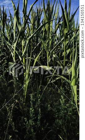 Lush green corn stalks growing under blue sky in czechia countryside in august Lush green corn stalks growing under blue sky in czechia countryside in august 134150551