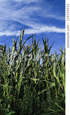 Corn stalks reaching for the blue sky in czechia countryside in august 134150552