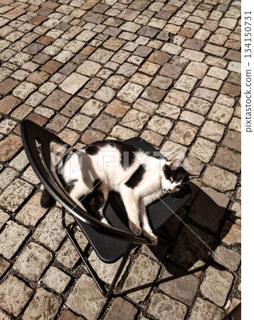 Black and white cat relaxing on chair in cobblestone courtyard Mnisek pod brdy 134150731
