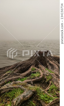 Large tree stump emerging from foggy strbske pleso lake in slovakia 134150734