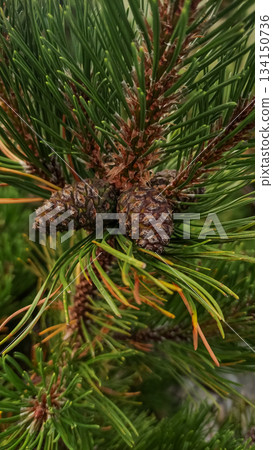 Pine cones growing on branch in high tatras mountains 134150736