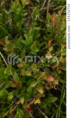 Wild blueberries growing in high tatras mountains, slovakia 134150754