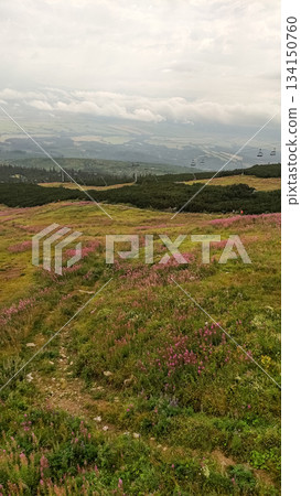 Cable car ascending over blooming meadow in the high tatras mountains 134150760