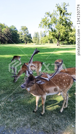 Fallow deer grazing in blatna castle park, czechia in august 134150774