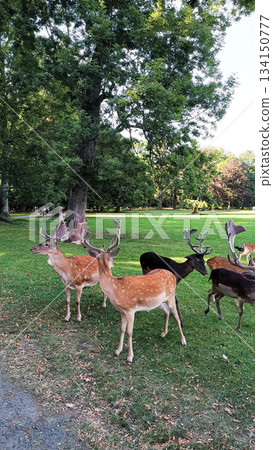 Fallow deer grazing in blatna castle park, czechia in august Fallow deer grazing in blatna castle park, czechia in august 134150777