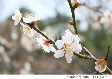 plum plum 134150949